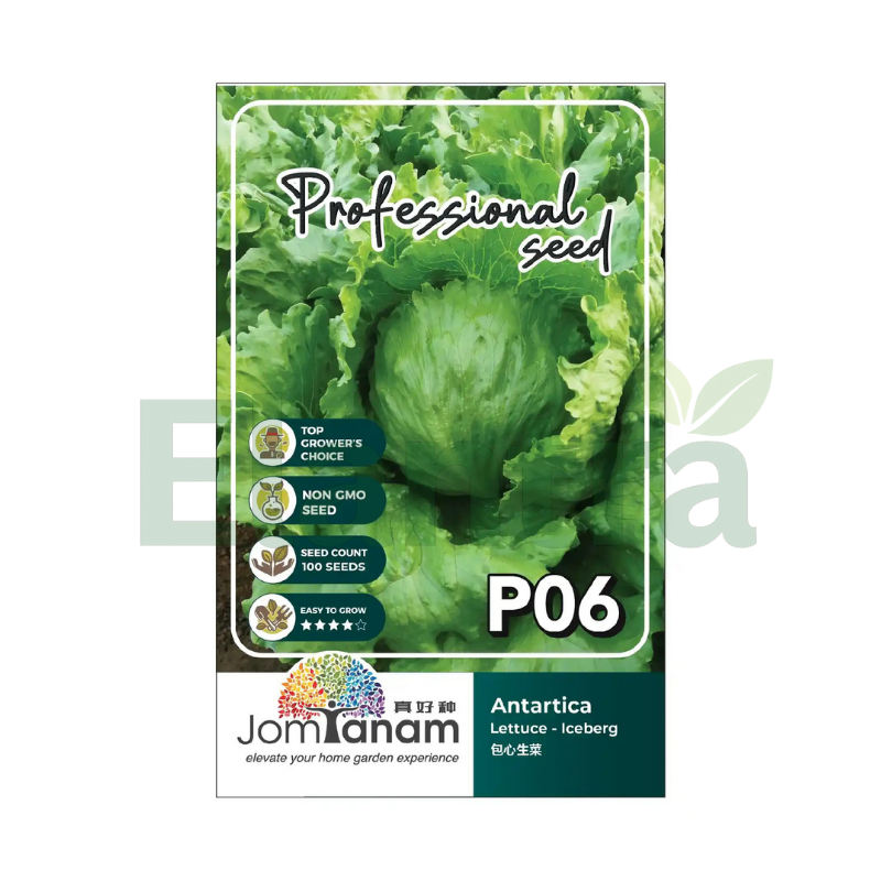 P06 LETTUCE - ICEBERG